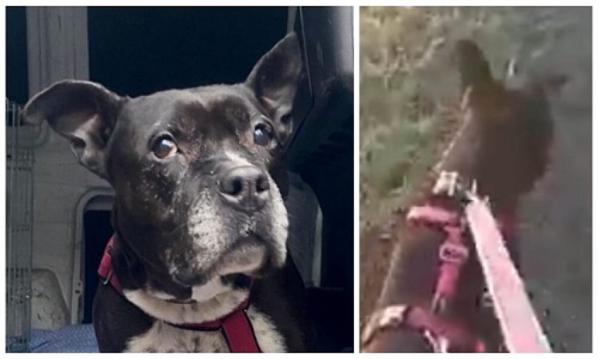 Ritrova il cane rubato sette anni prima: la gioia incontenibile di Andrea e della sua famiglia
