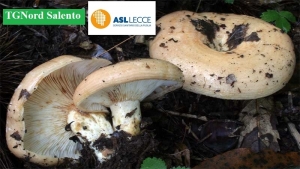 Attenzione al fungo “Mariddhrune”: tossico se consumato crudo, ma rischioso anche cotto