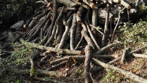 Tagliano l&#039;albero di un terreno privato per farne legna: denunciata una coppia