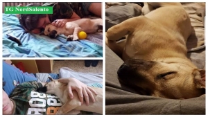 Aiutiamo Charlie, il cane che ha ridato il sorriso a Lorenzo dopo la morte della mamma