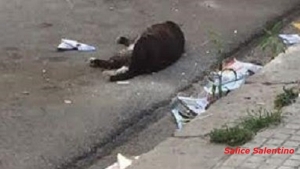 Ritrovato sul ciglio della strada un gatto nero seviziato e vittima della crudeltà umana