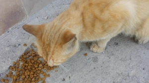 Non sempre la generosità ripaga: sfama dei gatti randagi ma un vicino la affronta