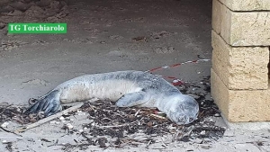 Non ce l&#039;ha fatta il cucciolo di foca monaca ritrovato nei pressi di Torre San Gennaro