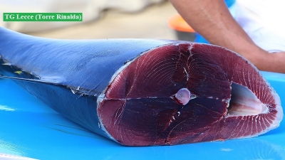 Sparita la carcassa di un delfino spiaggiato, «potrebbero rivenderla come carne di tonno»