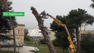 Un albero inclinato minaccia la sicurezza in zona Villa Cleopazzo: in mattinata il taglio