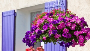 “Finestre, balconi e corti fiorite“, un contest che rende ancora più bella la città