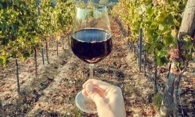 Sono pugliesi tre delle cento aziende vinicole migliori d&#039;Italia. &quot;Grande prestigio per il territorio&quot;