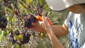 La magia dell&#039;uva che diventa vino: gli alunni di Guagnano vanno a scuola di vendemmia