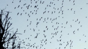 Trepuzzi, un bracconiere spara in cielo: colpiti circa duecento uccelli migratori
