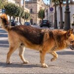 Rex, l’ultimo cane di quartiere: Novoli saluta il suo “gigante buono”
